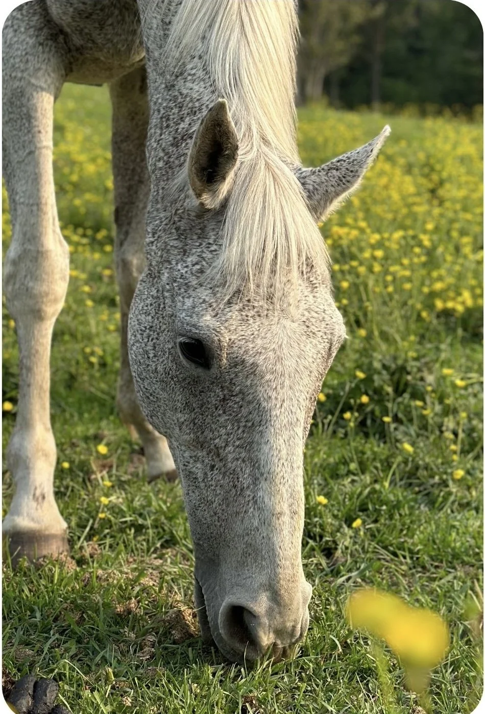 Adult Horse Sense 101