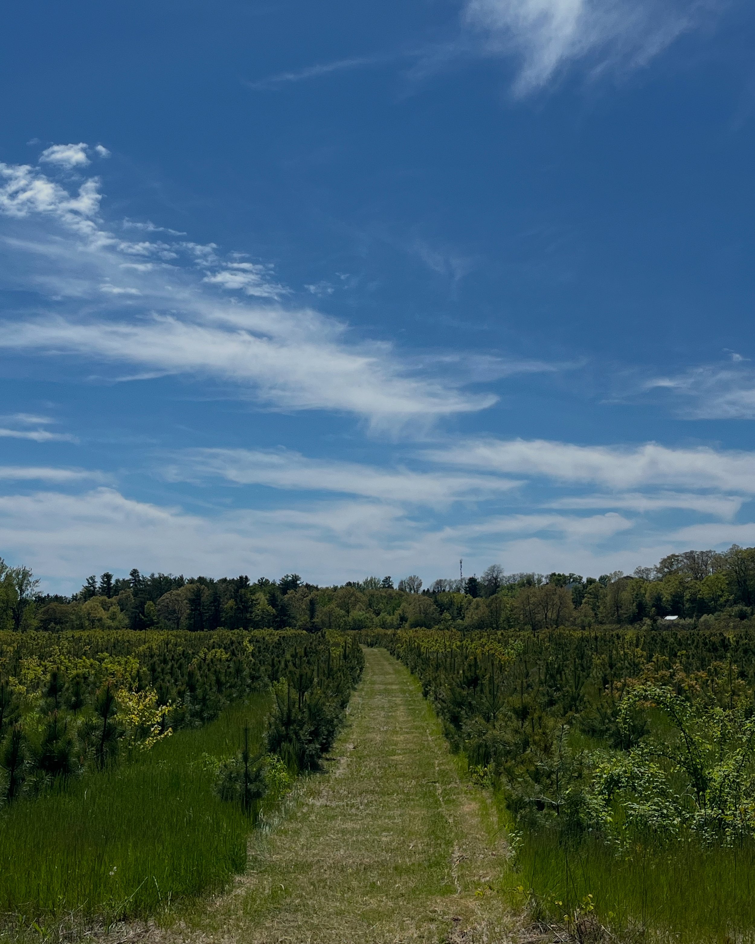 Walking/ Hacking Trails