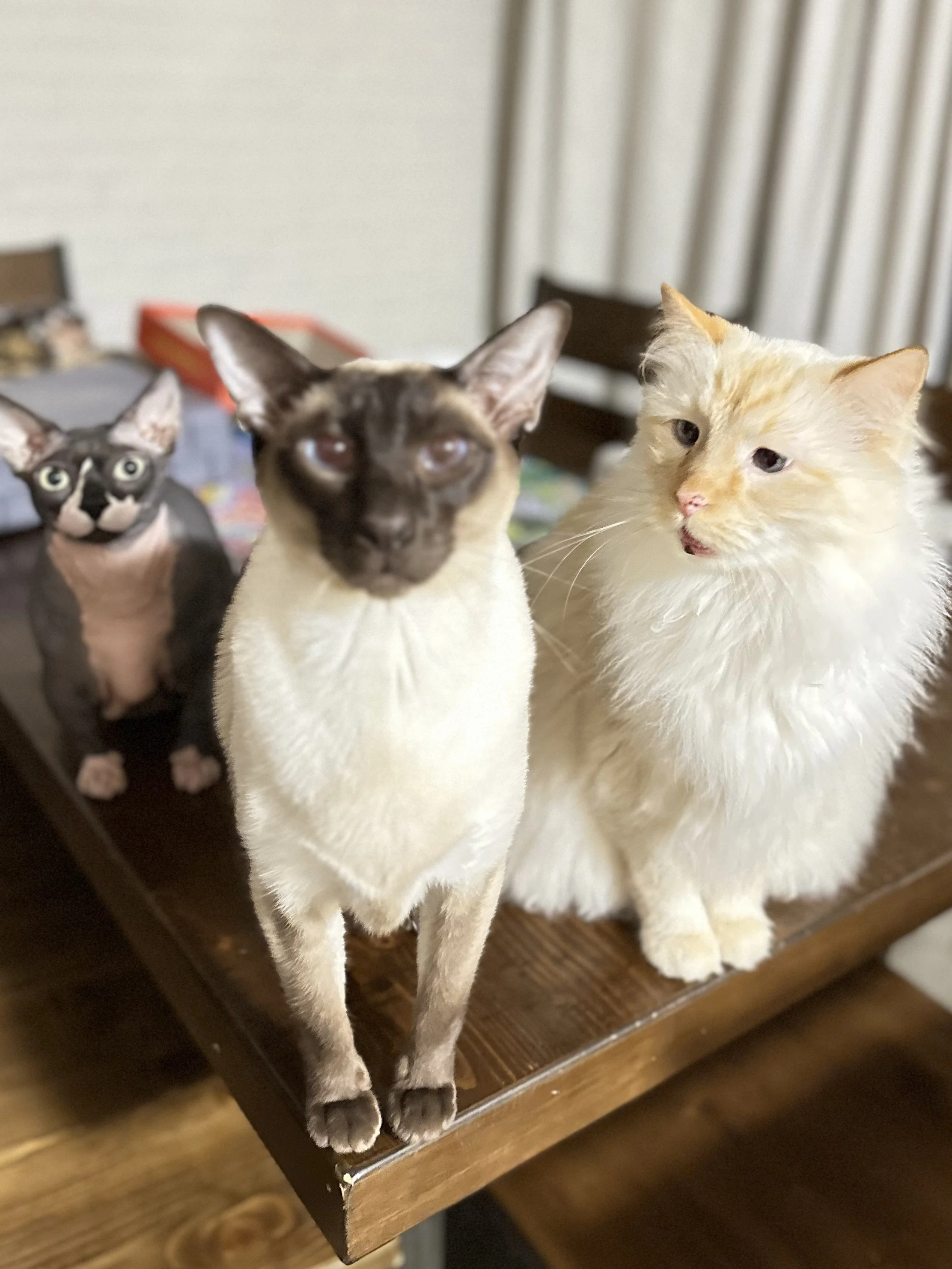 Two cats sitting on a wooden surface with a third cat in the background, one with a cream-colored coat and the other with a Siamese pattern.