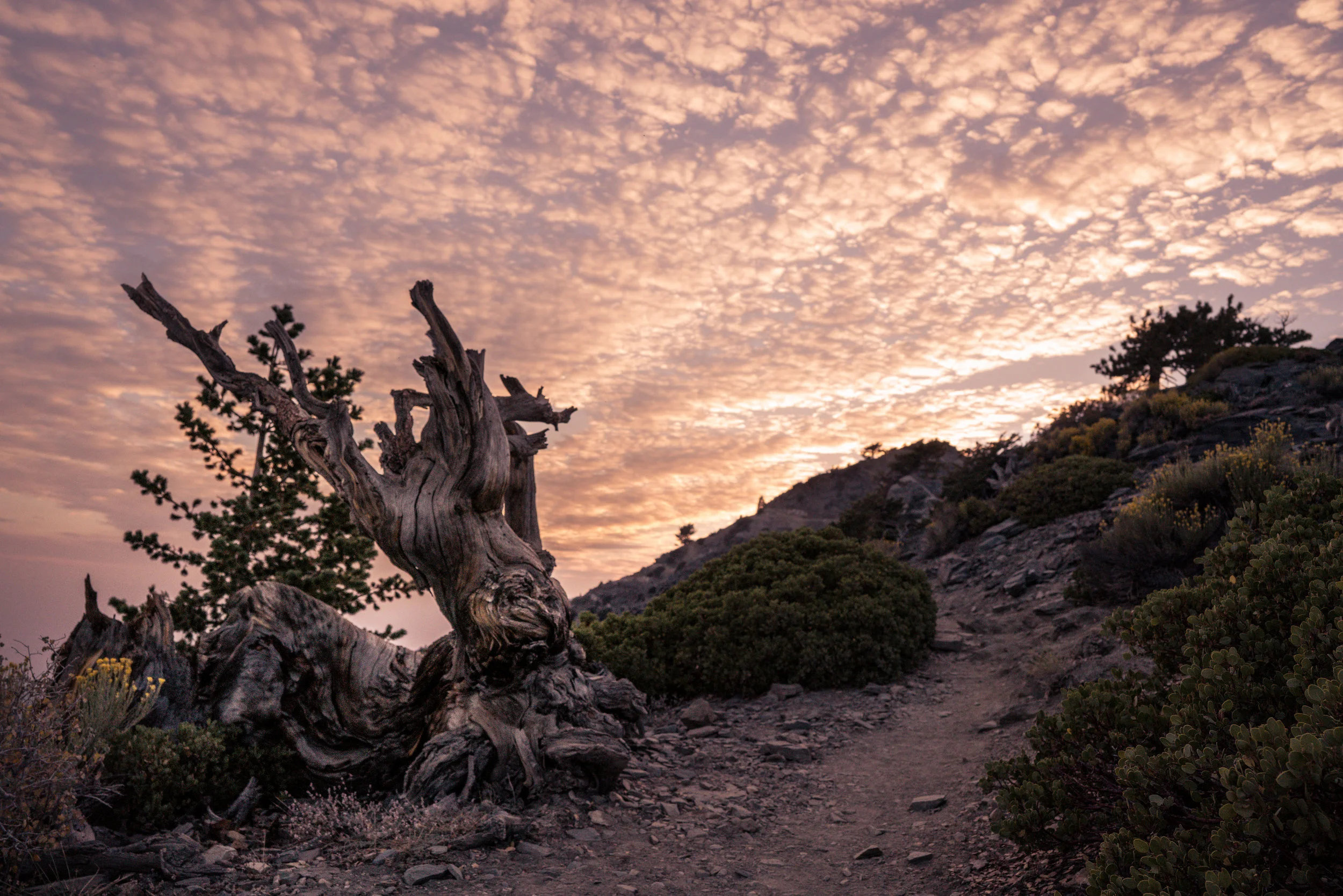 Mt Baldy - Gnarled Tree 2.jpg