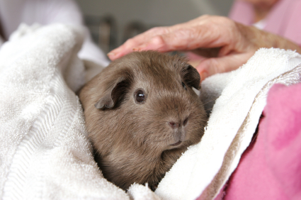Our volunteers come from all walks of life, including the pet store.