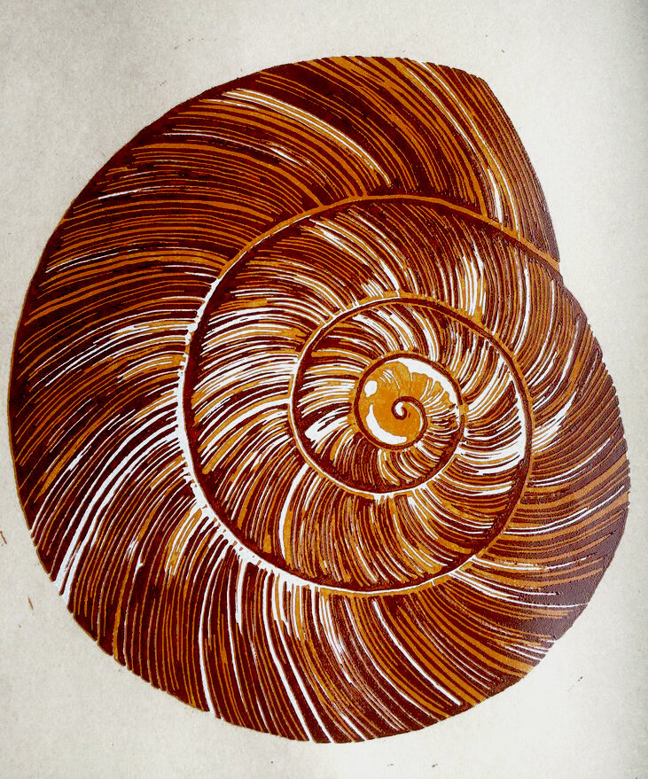 Snail Shell