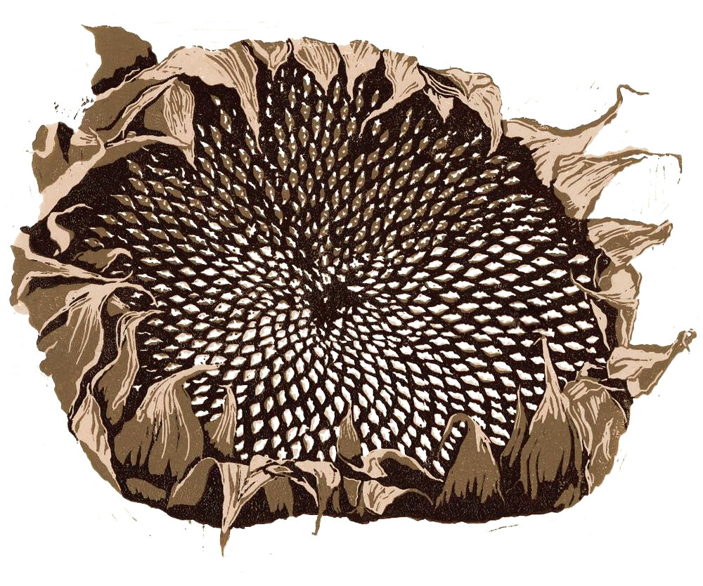 sunflower seed head
