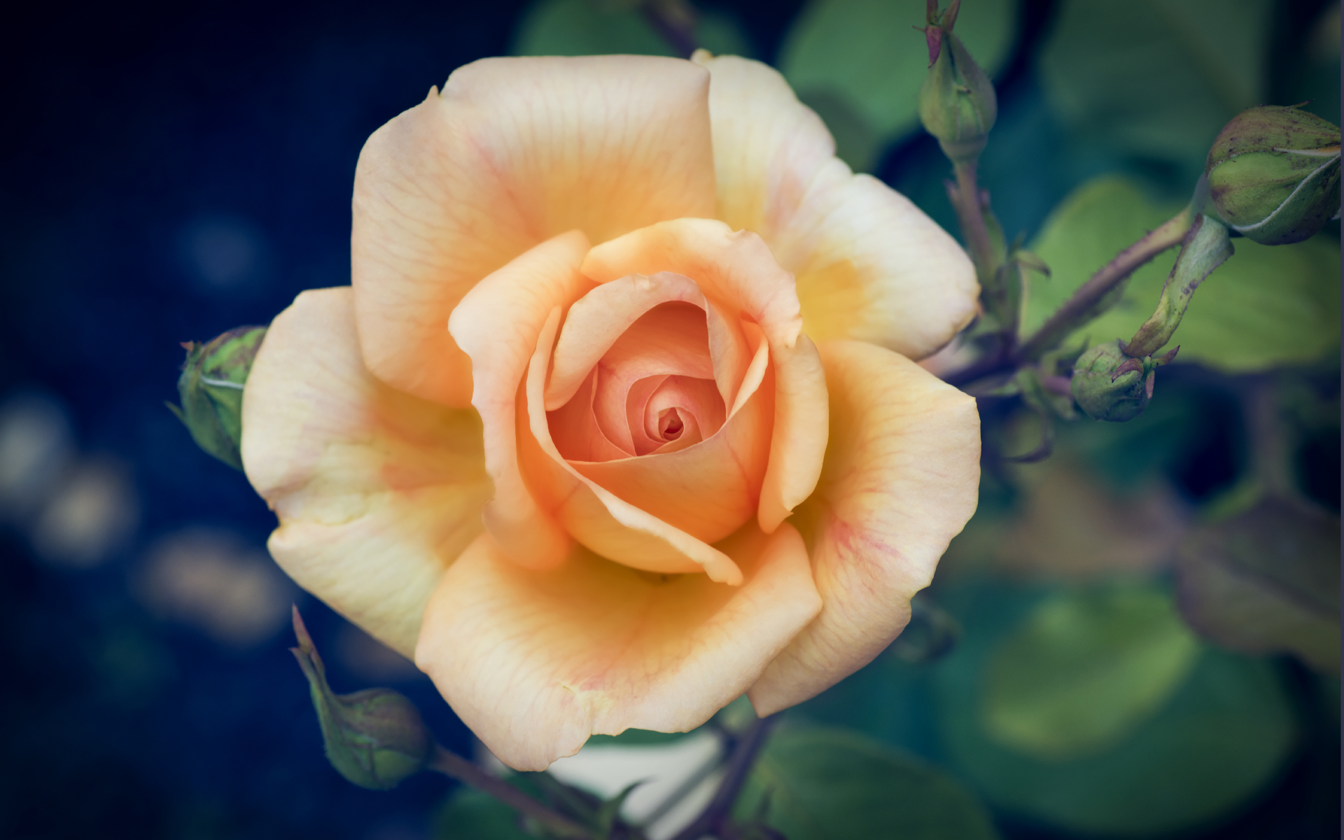 white rose_web.jpg