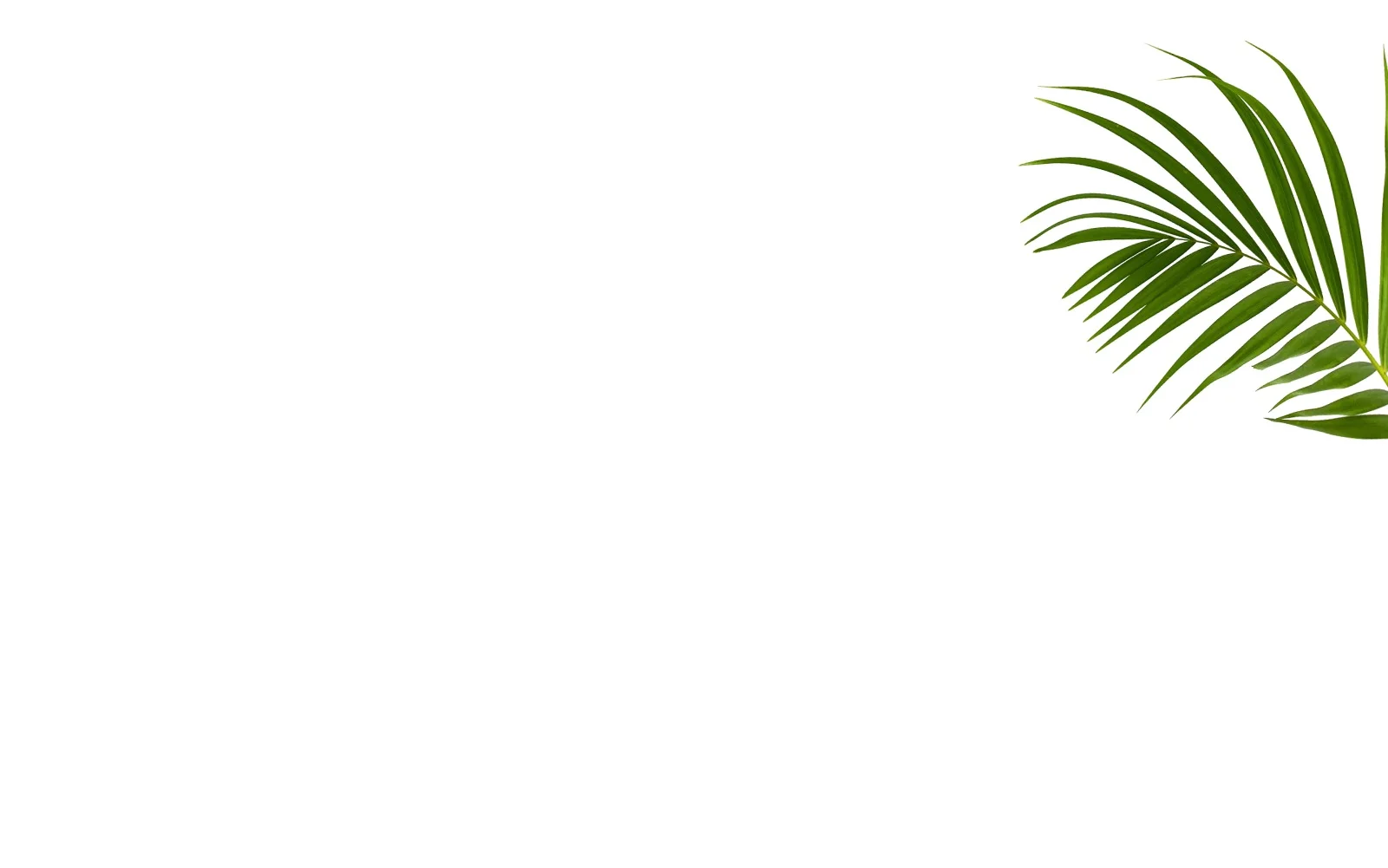 palm-right-bg.jpg