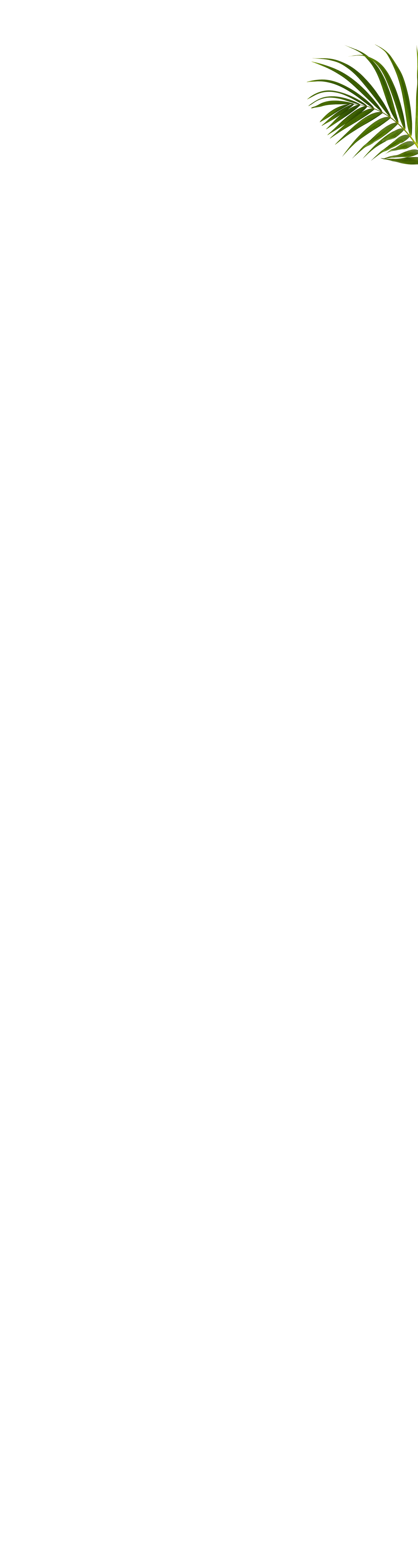 palm-right-bg-XL1.png