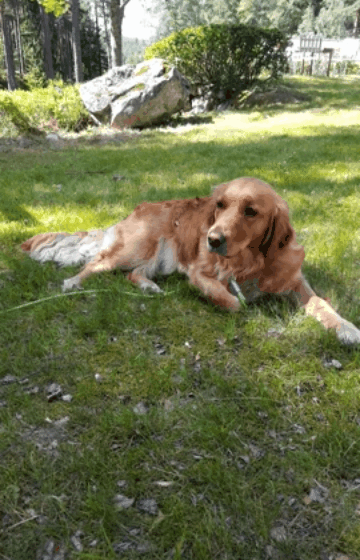 Tuva Golden Retriever 