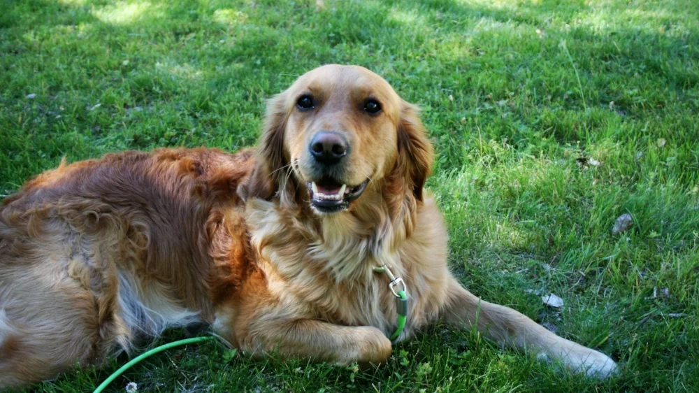 Tuva Golden Retriever