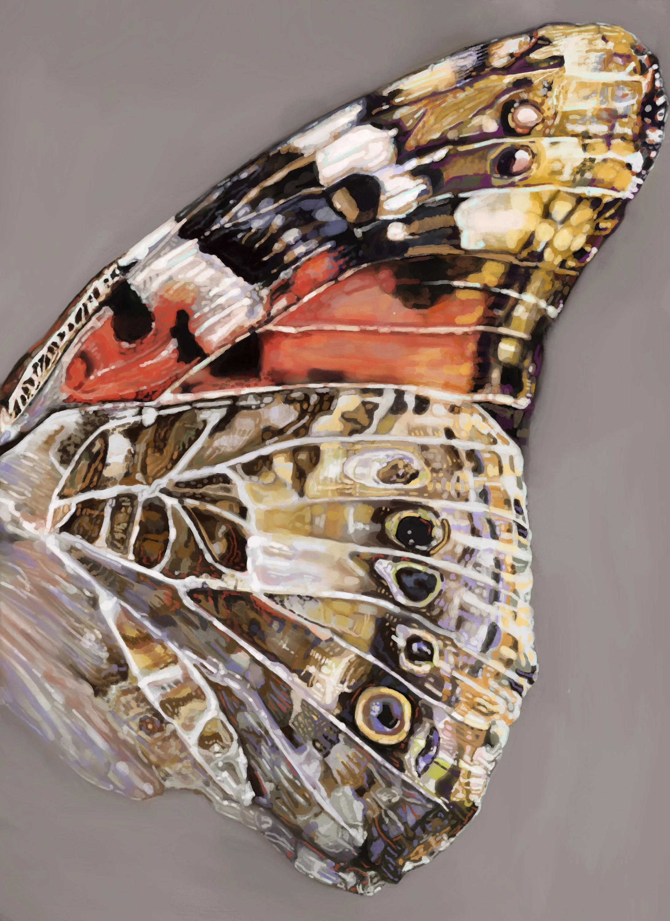 butterfly_20in_150.jpg