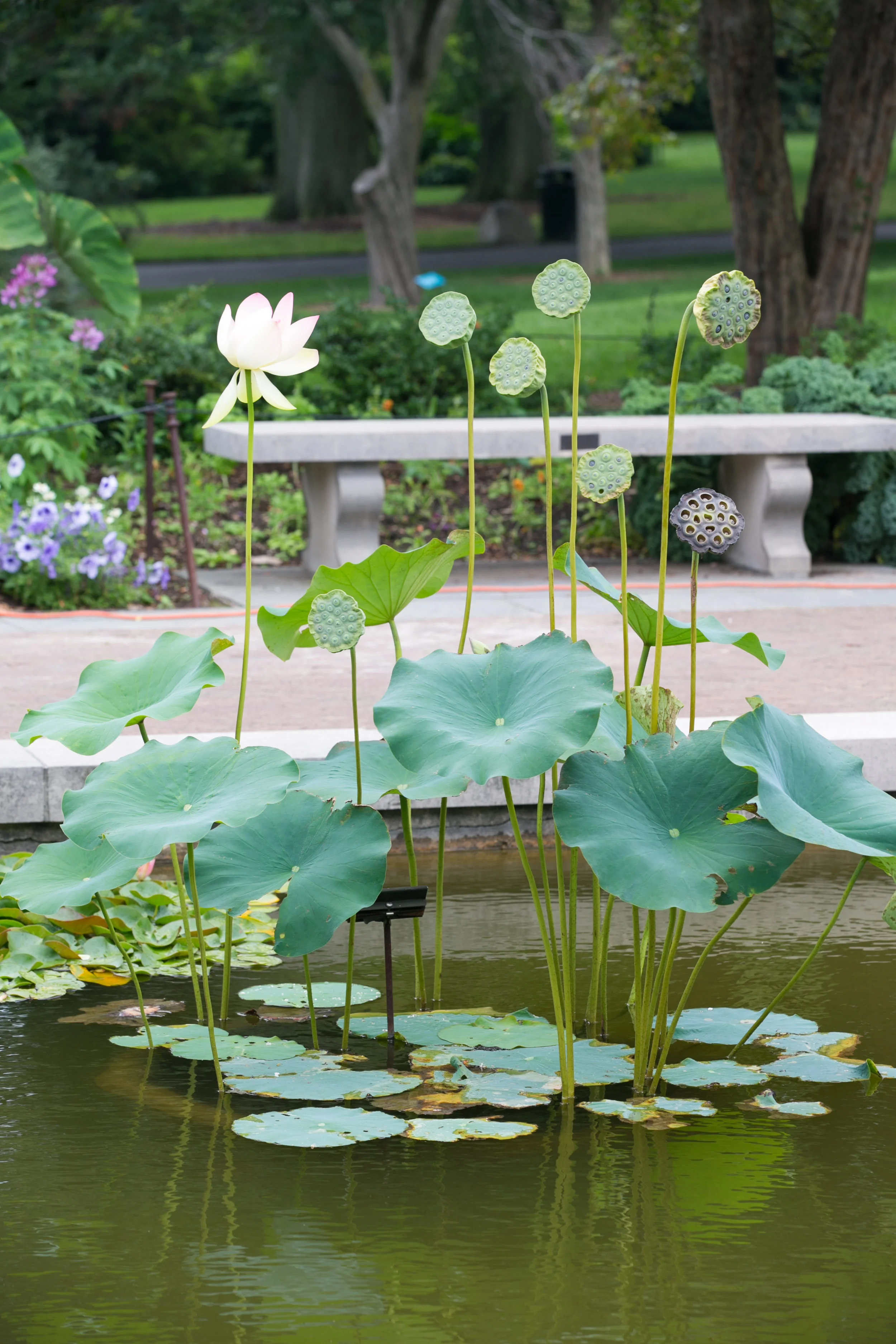 Brooklyn Botanical Garden wedding
