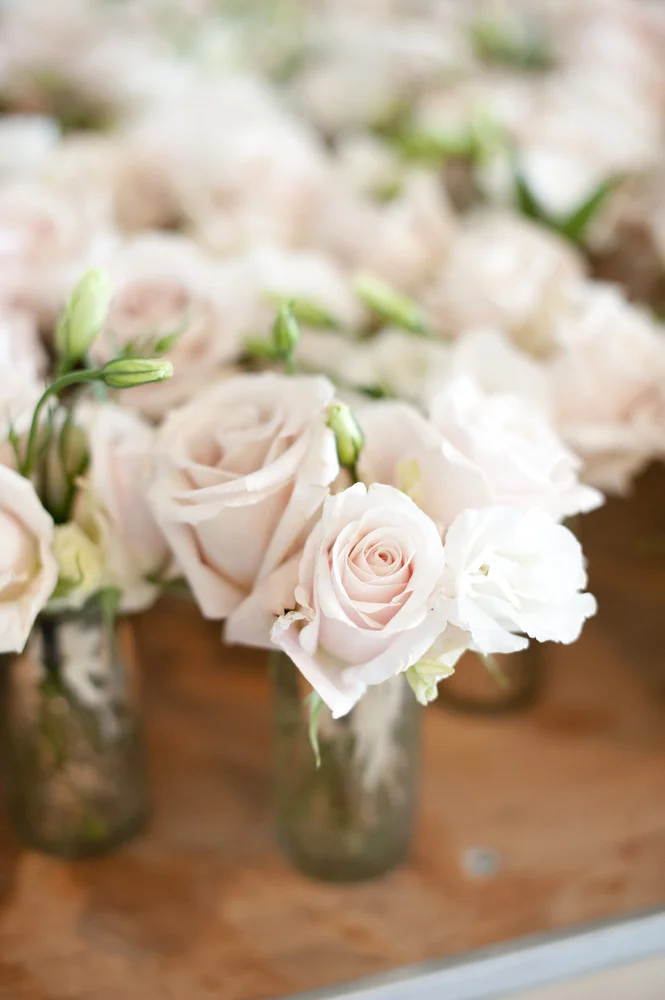 Blush pink roses 