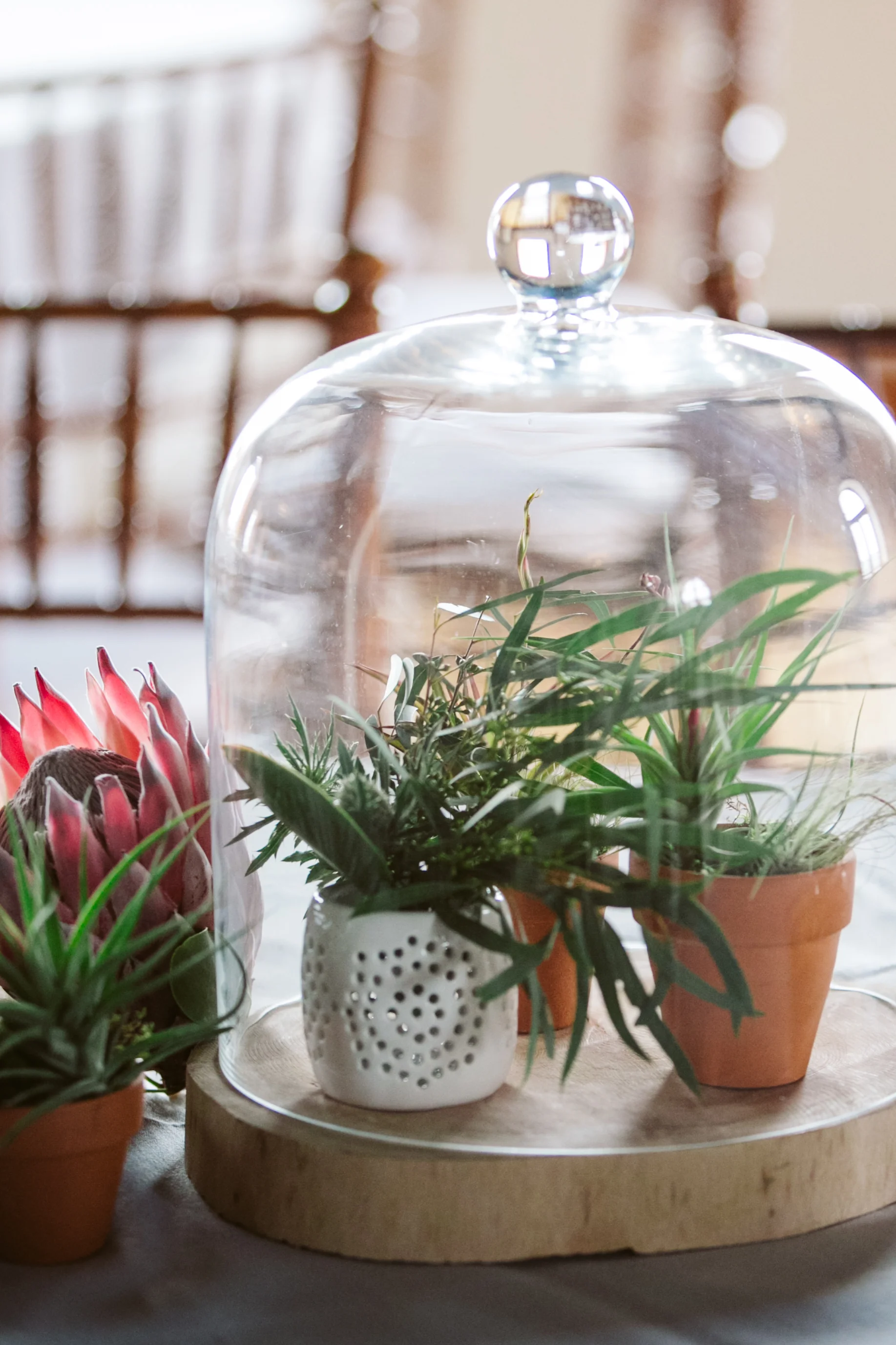 Airplant centerpiece
