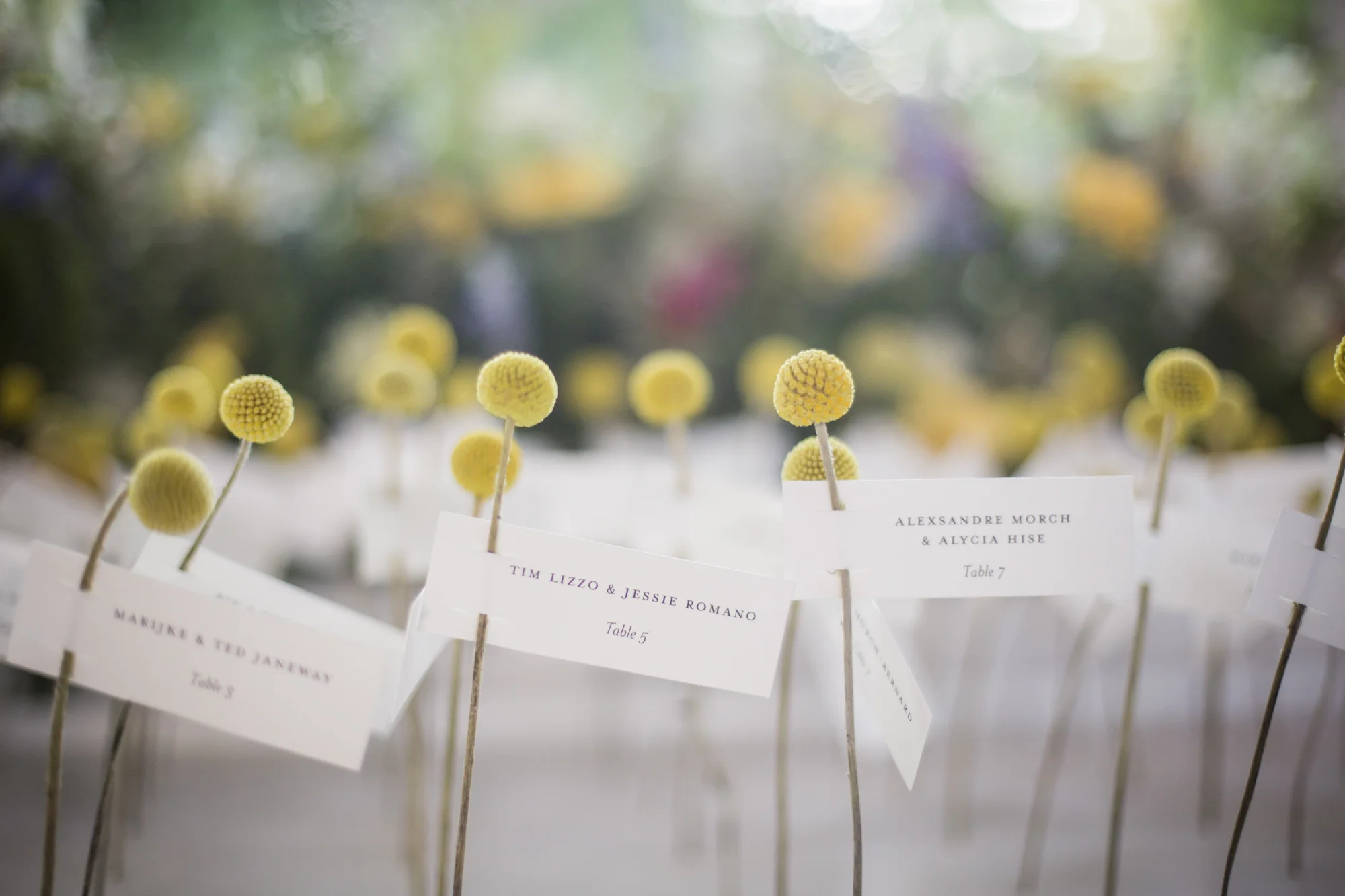 Craspedia place card display