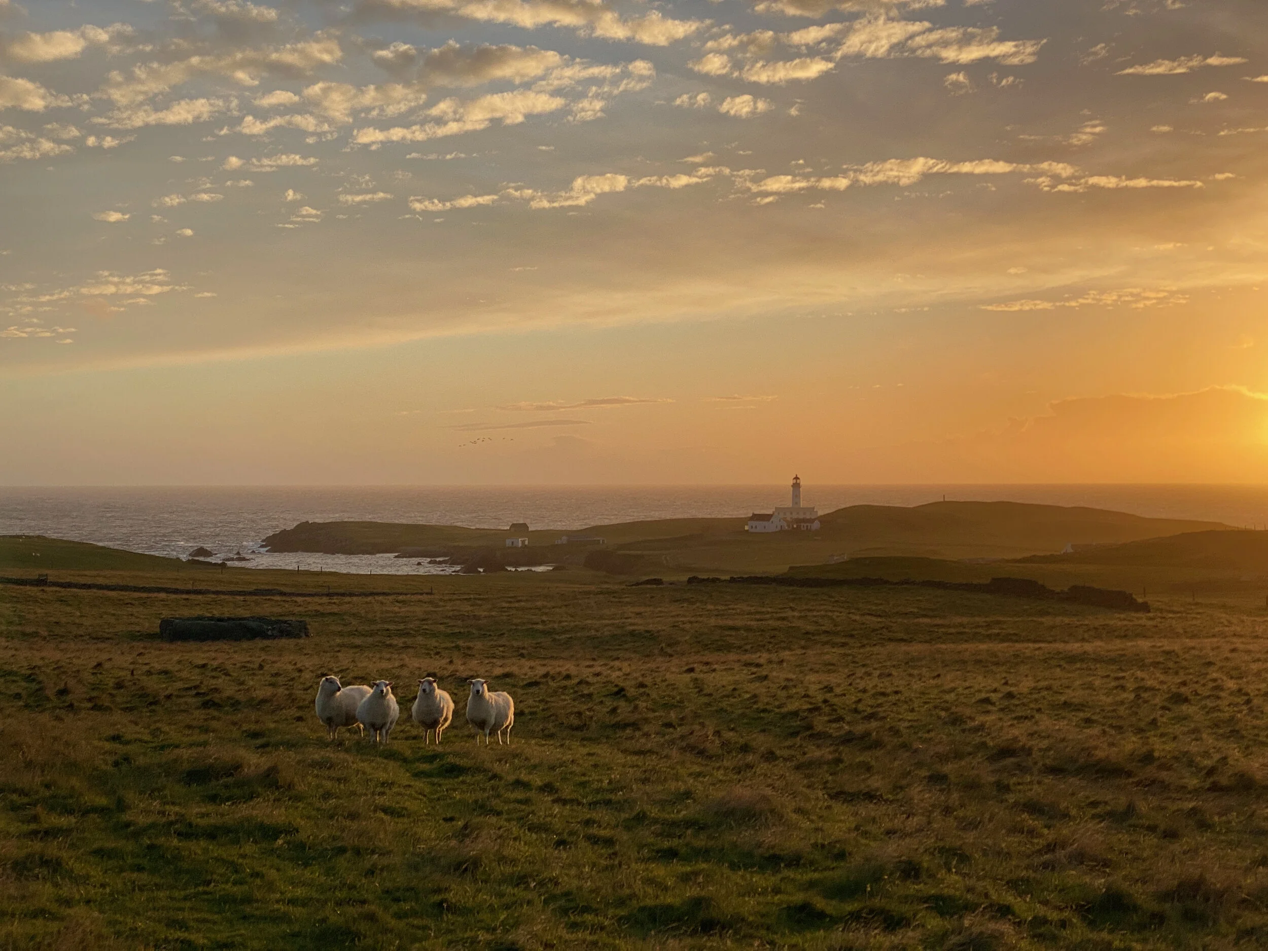 FairIsle_21_sheepatsundown_photobyClaireShovelton - 1.jpeg