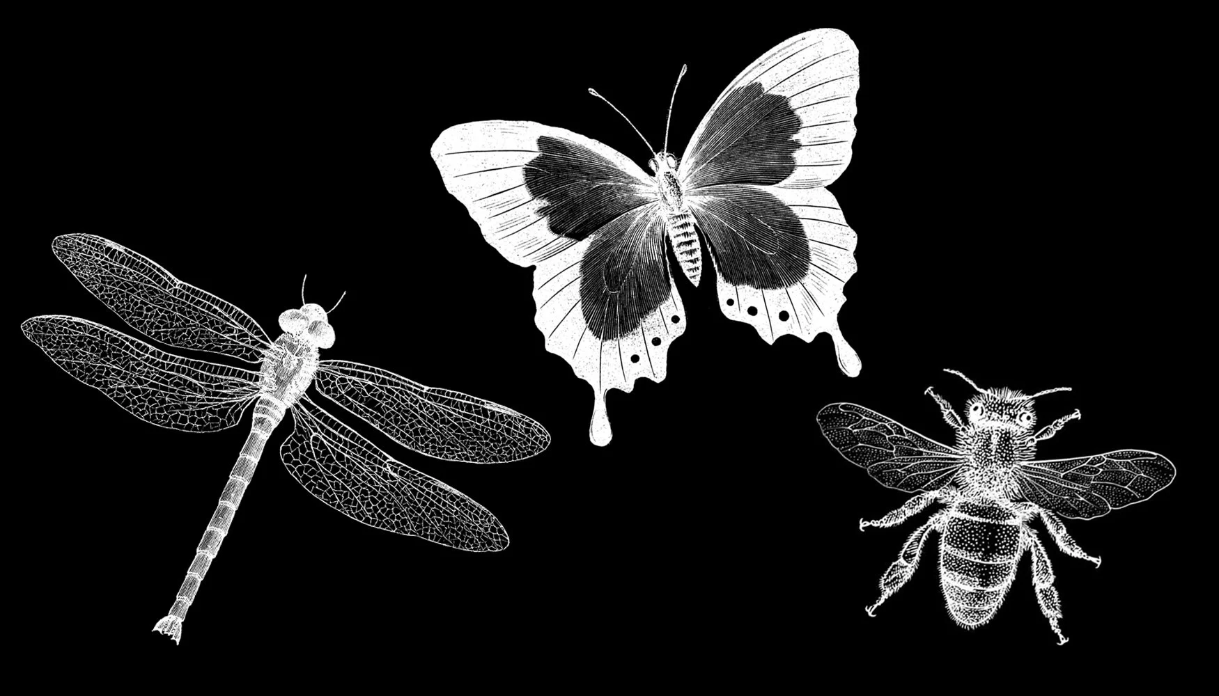 Norwich Schools Winged Creatures
