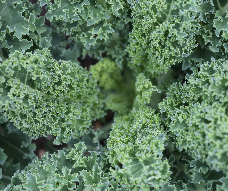 Kale.png