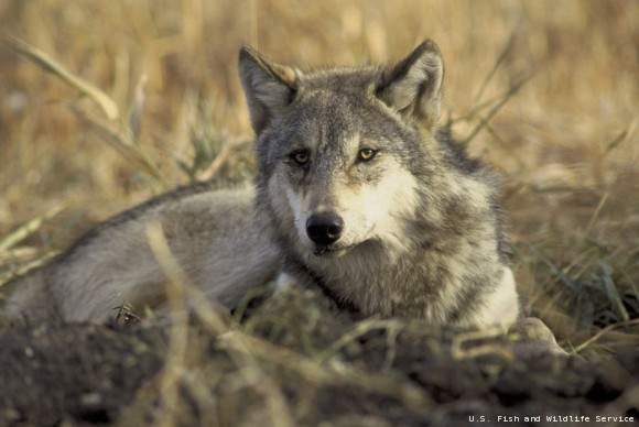 Animals like to be with their packs too!