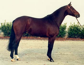 Apanarde_cf350.jpg