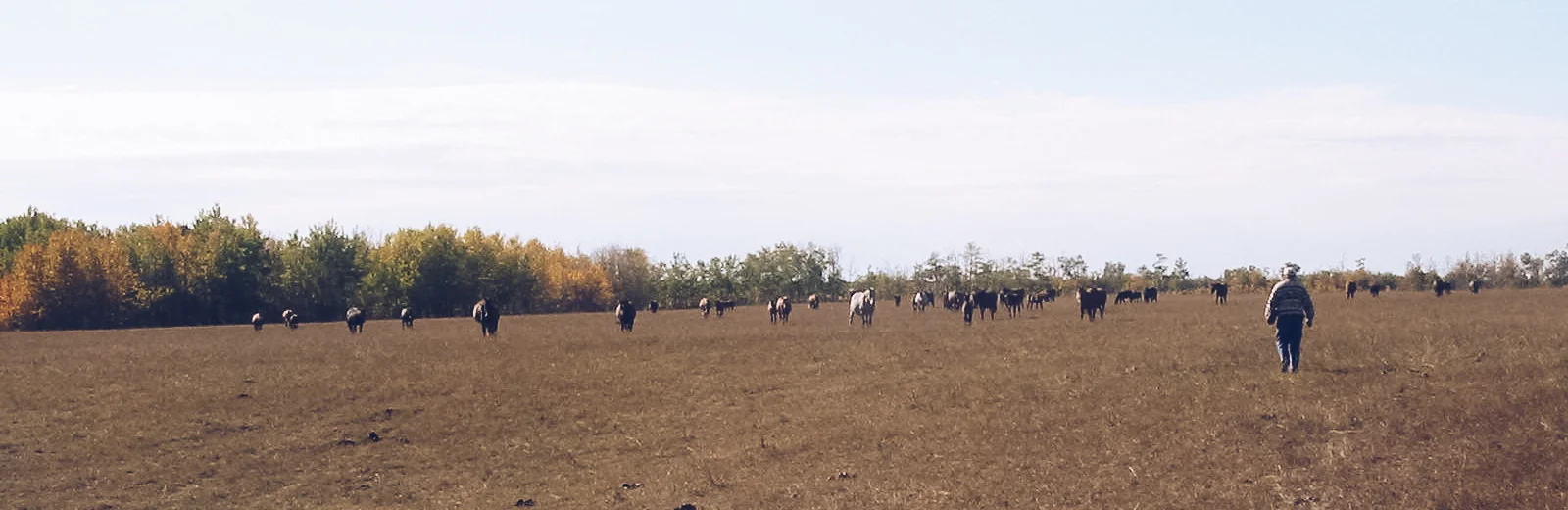 field-2.jpg