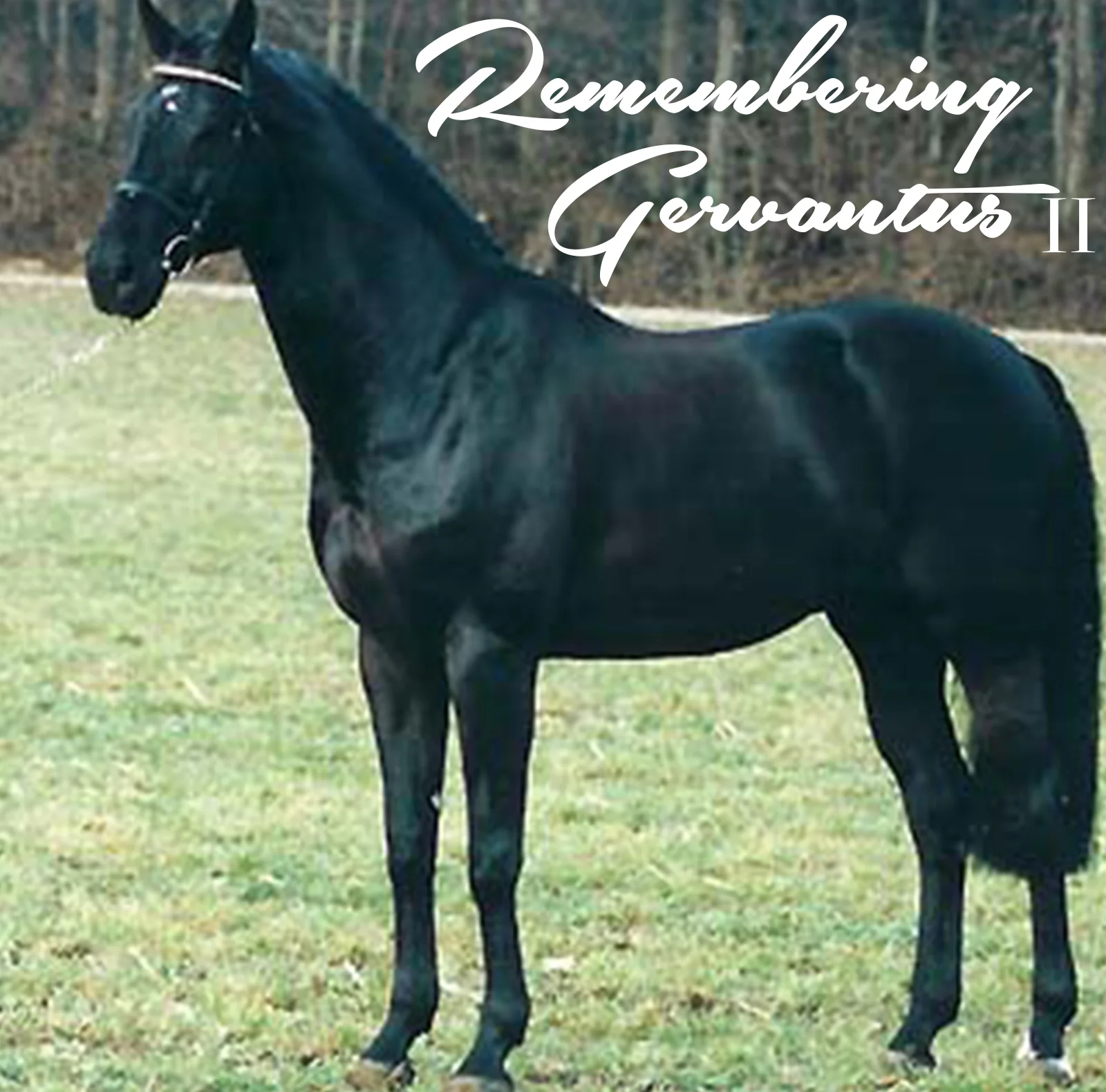 gervantus.jpg