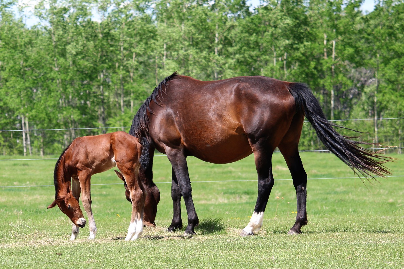 RS Fever W, colt, Rock my Soul-Fabina W (Gervantus II-Farina W) 11 days old.4.jpg