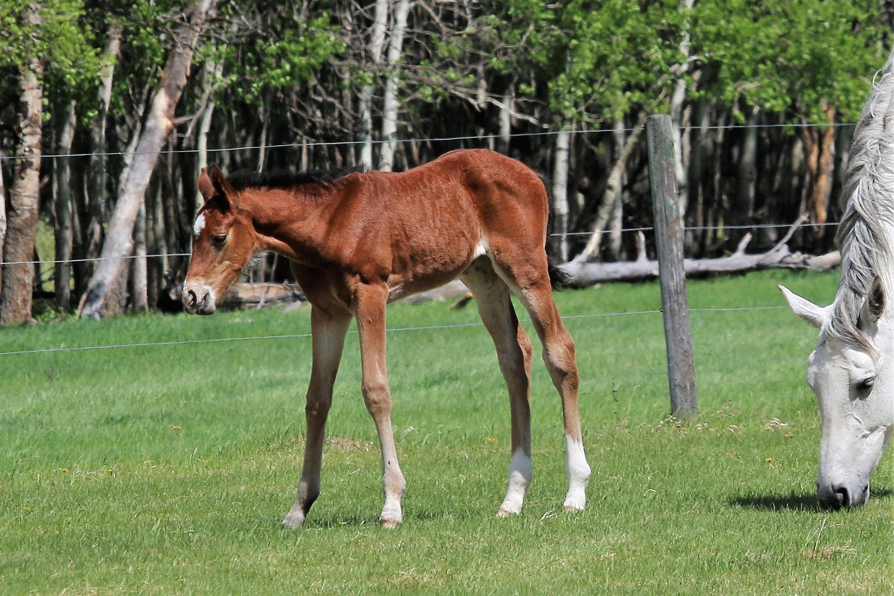 RS Ginger W, filly, Rock my Soul-Galena W (Quidam Blue-Galetta W) 11 days old4.jpg