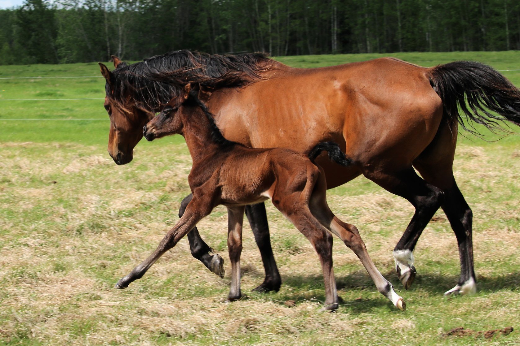 RS Graphit W, colt, Rock my Soul-Giselle W (Gervantus II-Geraldine W) 2 days old.jpg