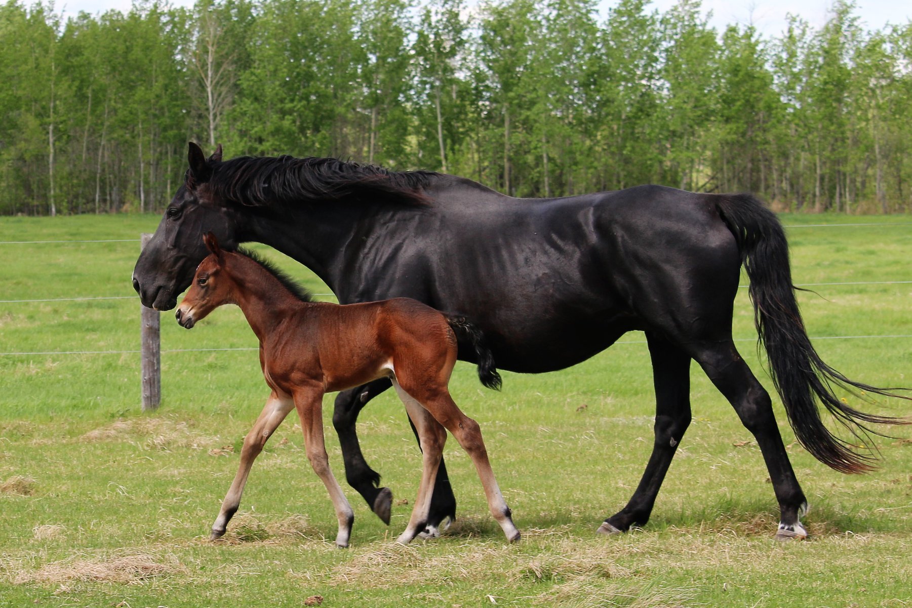 RS Morena W, filly, Rock my Soul-Madeira W (Gervantus II-Marischka W), 9 days old.3.jpg