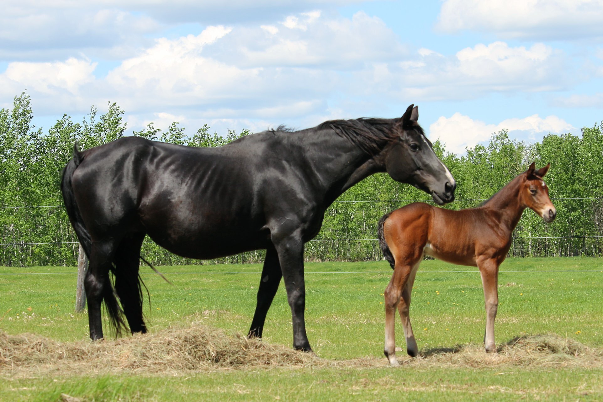 RS Morena W, filly, Rock my Soul-Madeira W (Gervantus II-Marischka W), 9 days old.5.jpg