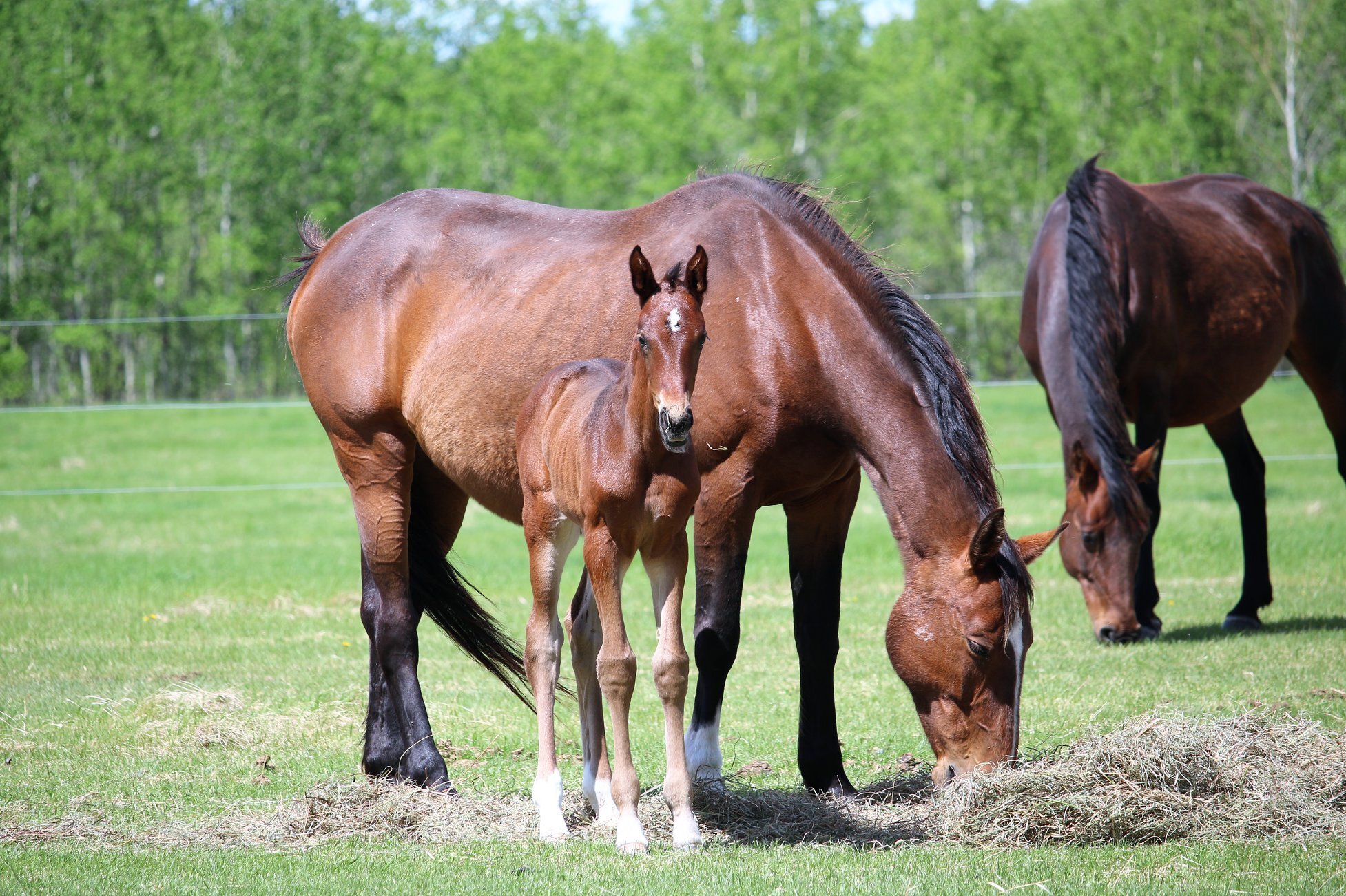 RS Pia W, filly, Rock my Soul-Pepita W (Apanarde-Pageno xx) 14 days old.4.jpg