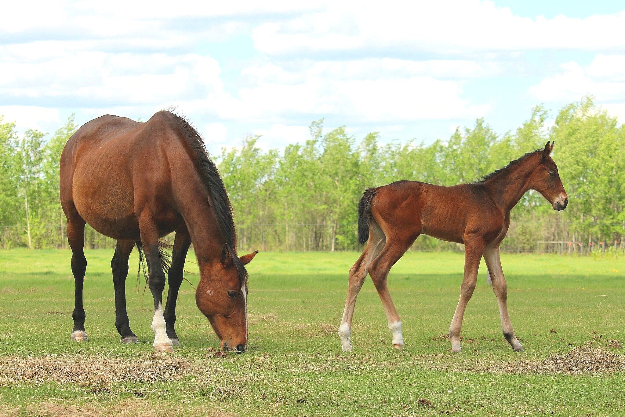 RS+Pia+W%2C+filly%2C+Rock+my+Soul-Pepita+W+%28Apanarde-Pageno+xx%29+14+days+old.2.jpg