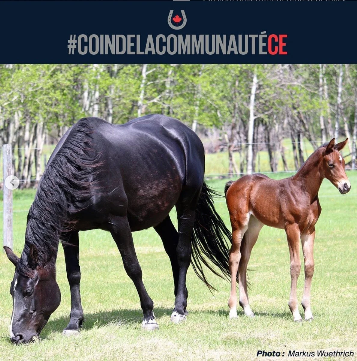 Featured in Equestrian Canada Équestre #ECCommunityCorner