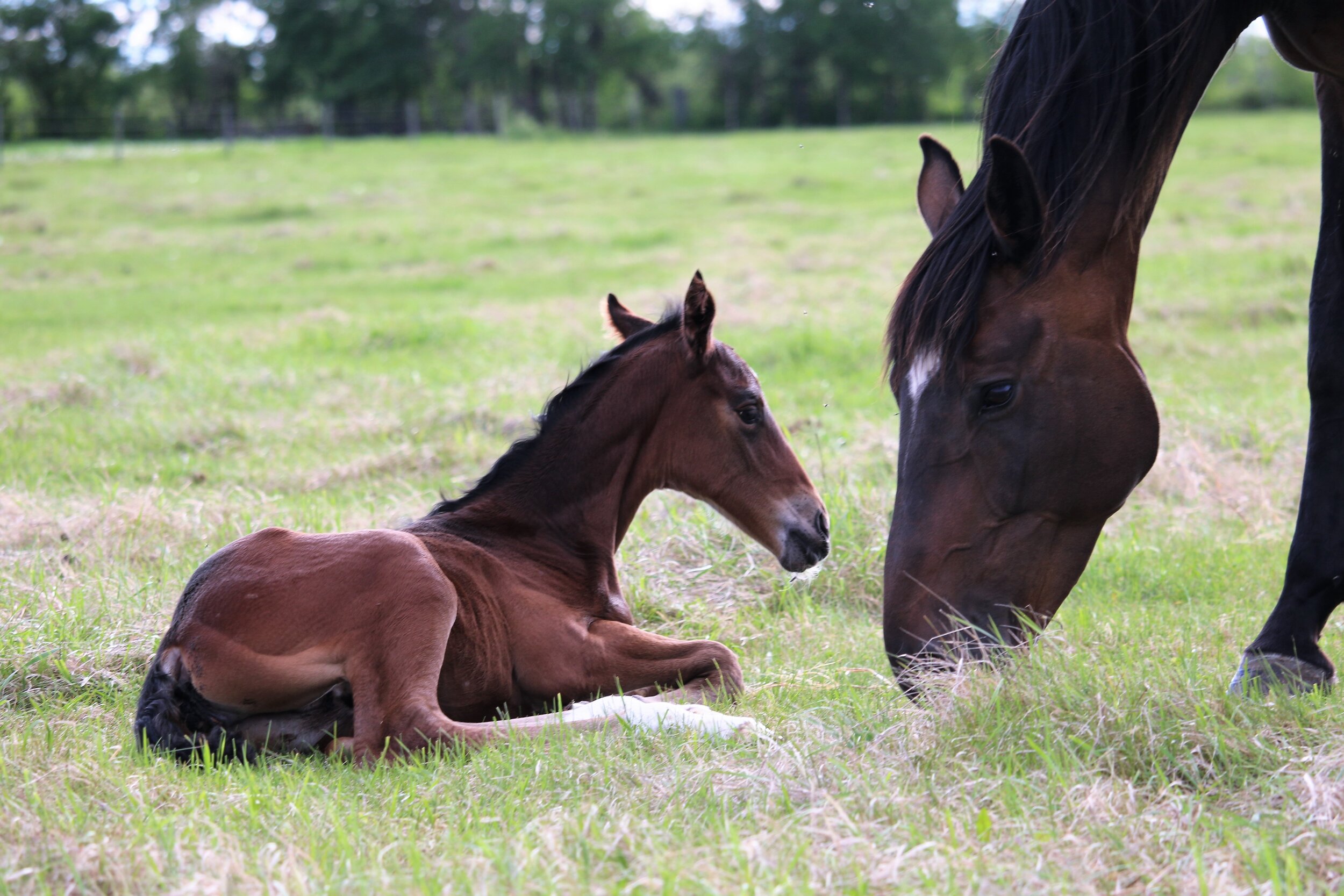 RS Annarose W W, filly, Rock my Soul-Annabell W (Gervantus II-Abendwolke) 1 day old.JPG