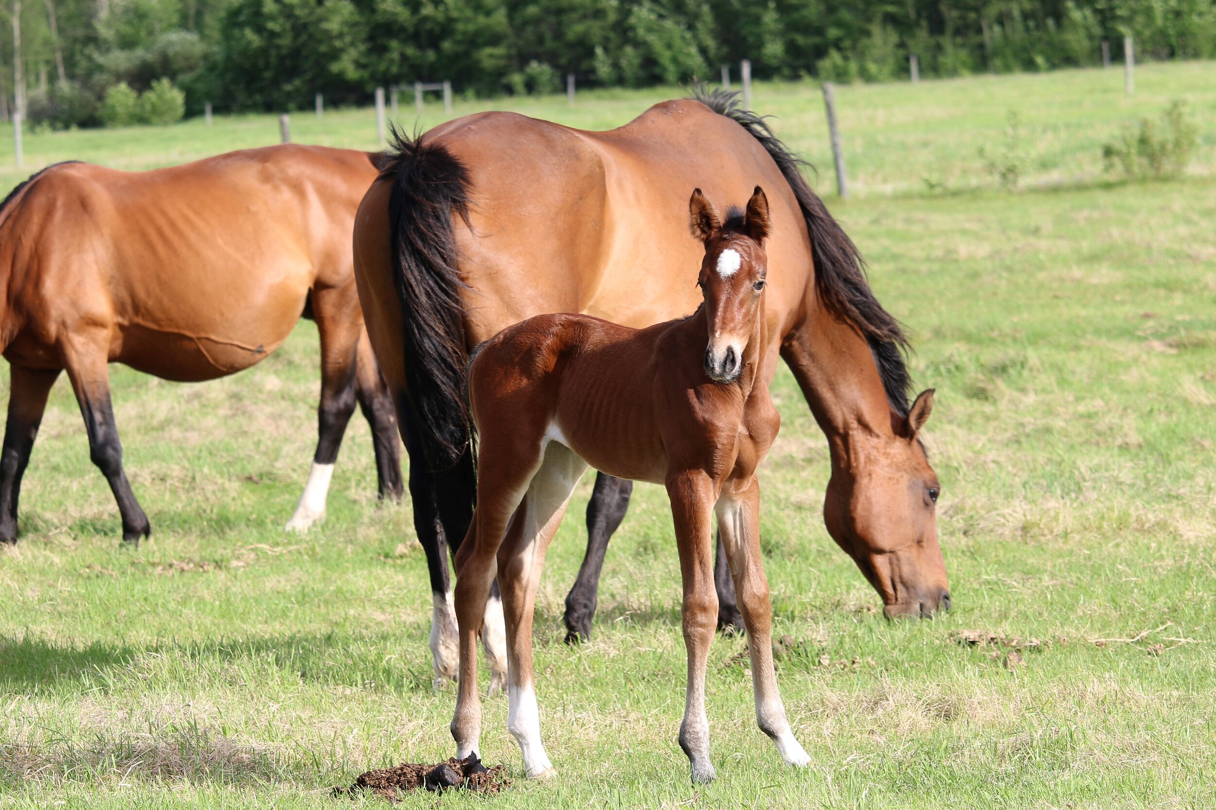 RS Fata Morgana W, filly, Rock my Soul-Fatima W (Gervantus II-Farina W) 3 days old.4.JPG