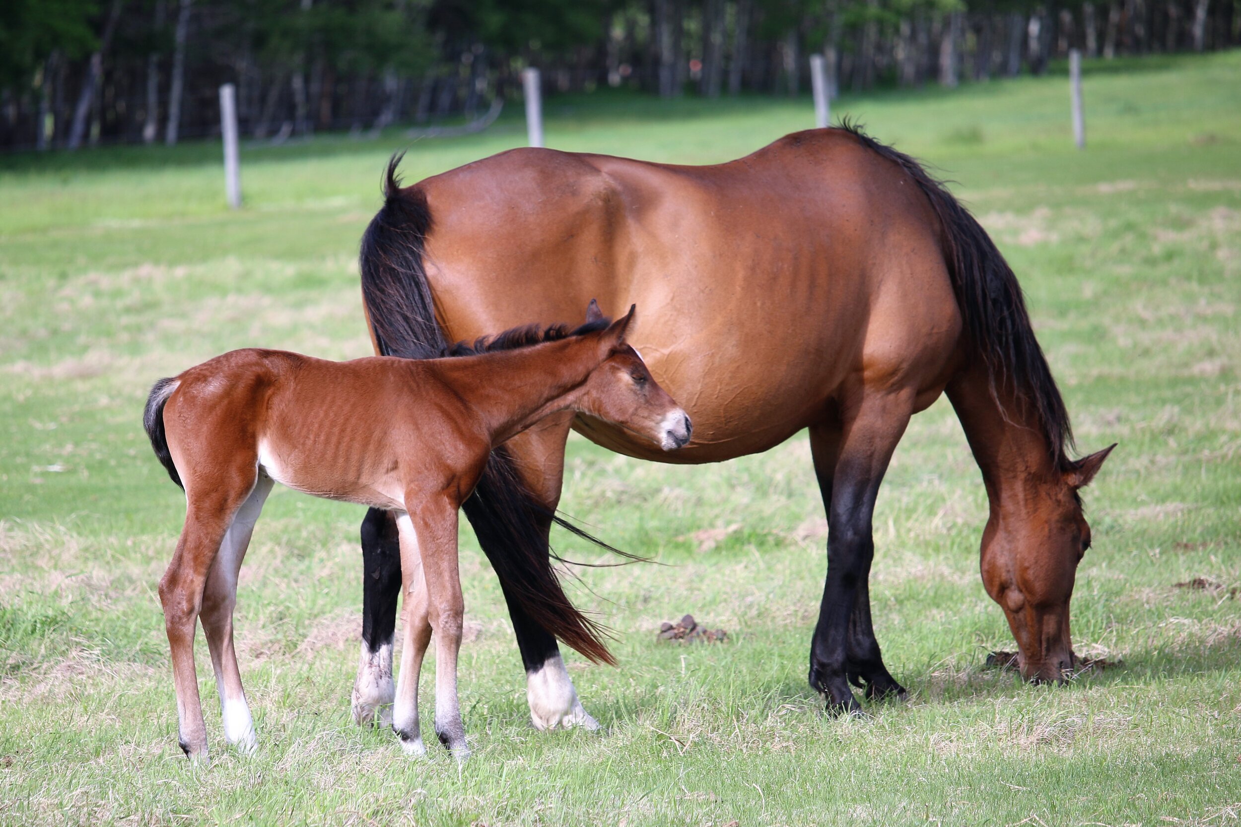 RS Fata Morgana W, filly, Rock my Soul-Fatima W (Gervantus II-Farina W) 3 days old.6.JPG