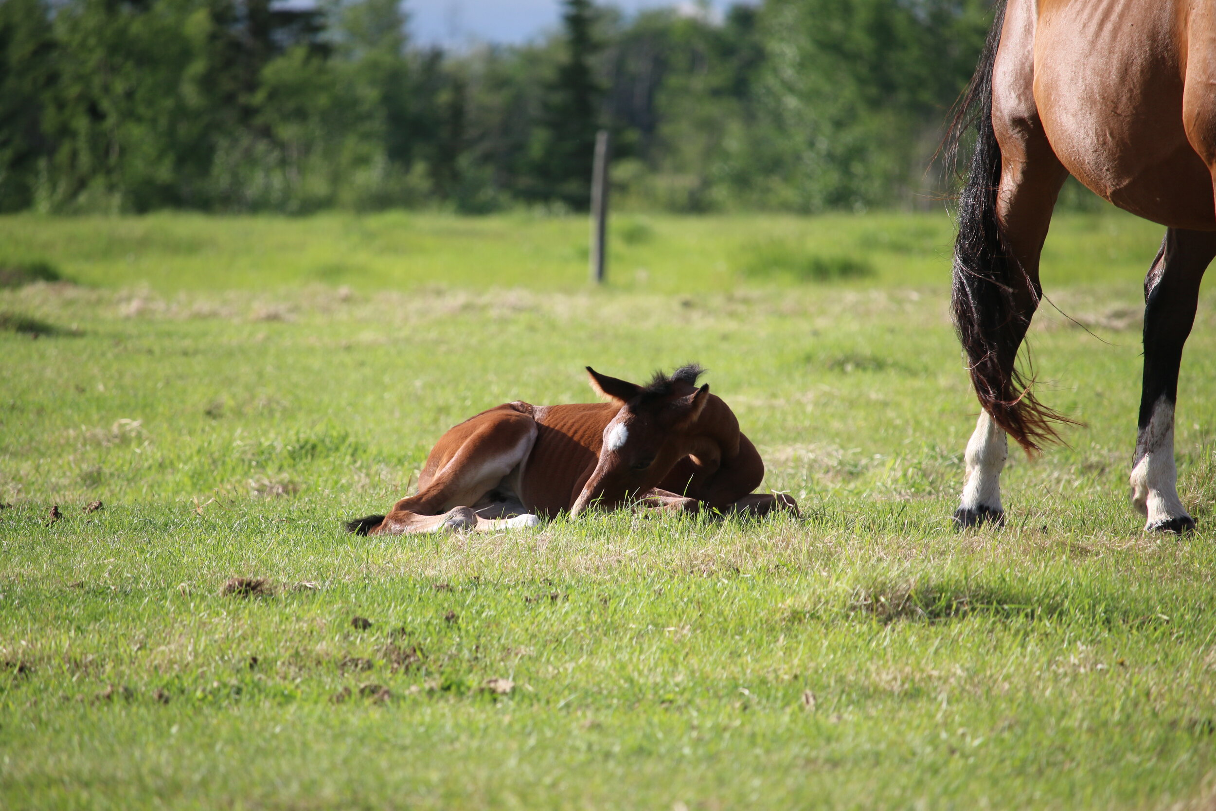 RS Fata Morgana W, filly, Rock my Soul-Fatima W (Gervantus II-Farina W) 3 days old.JPG