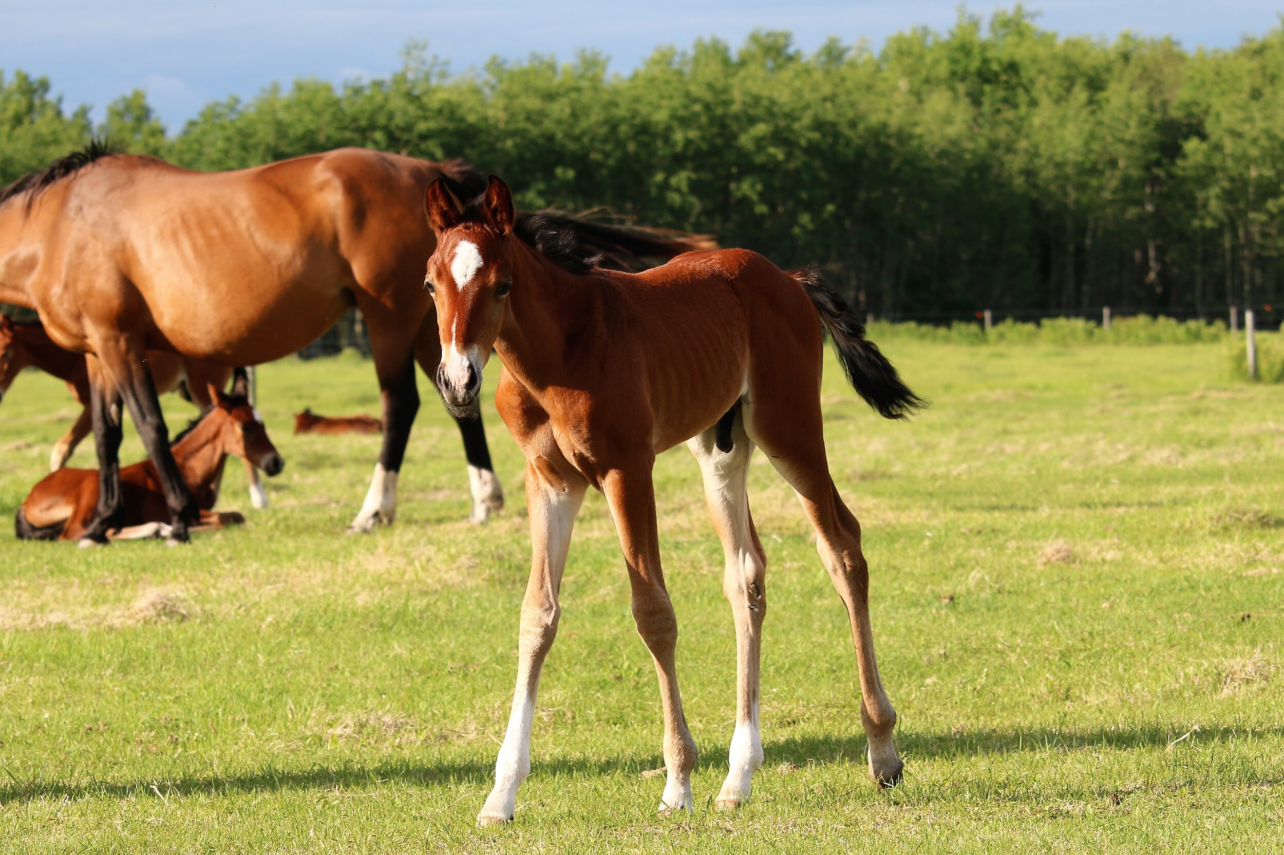 RS Irish Son W colt, Rock my Soul-Irish Rose W (Apanarde-Inka W) 16 days old.1.JPG