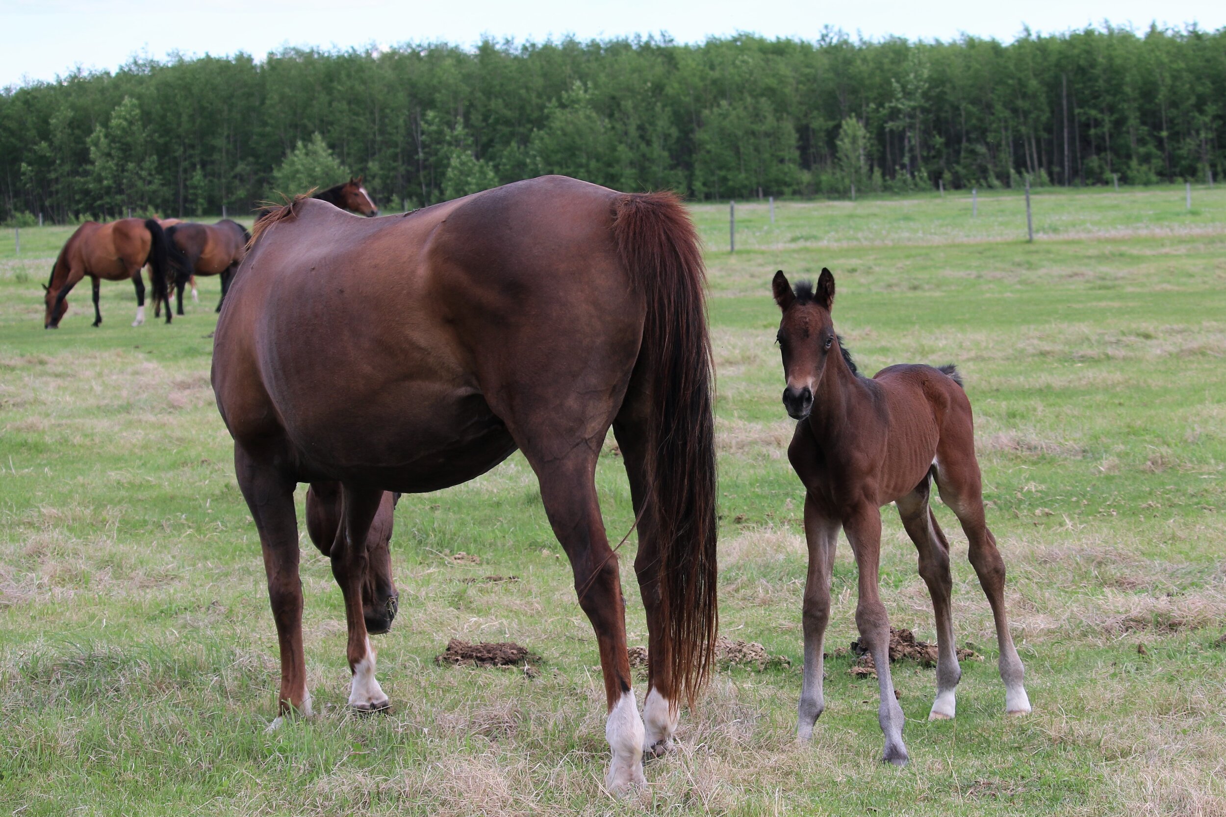 RS Miami W, colt, Rock my Soul-Marischka W (Wodan Kwpn-Maybe xx) 1day old..JPG