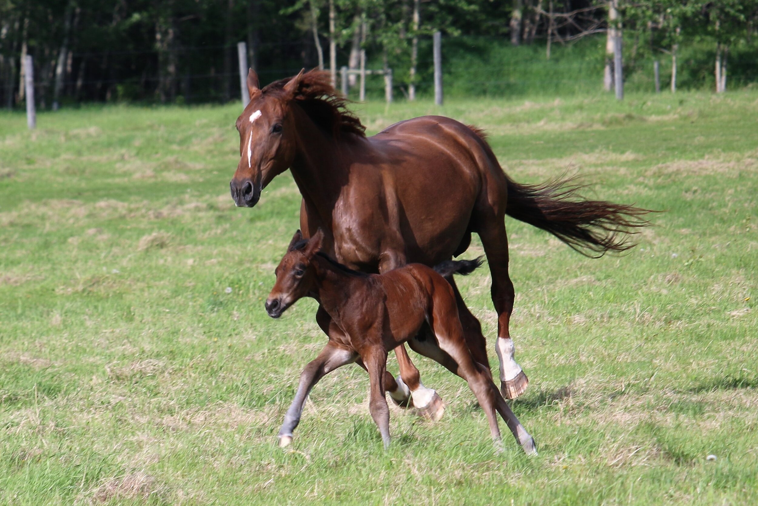 RS Miami W, colt, Rock my Soul-Marischka W (Wodan Kwpn-Maybe xx) 1day old.5.JPG