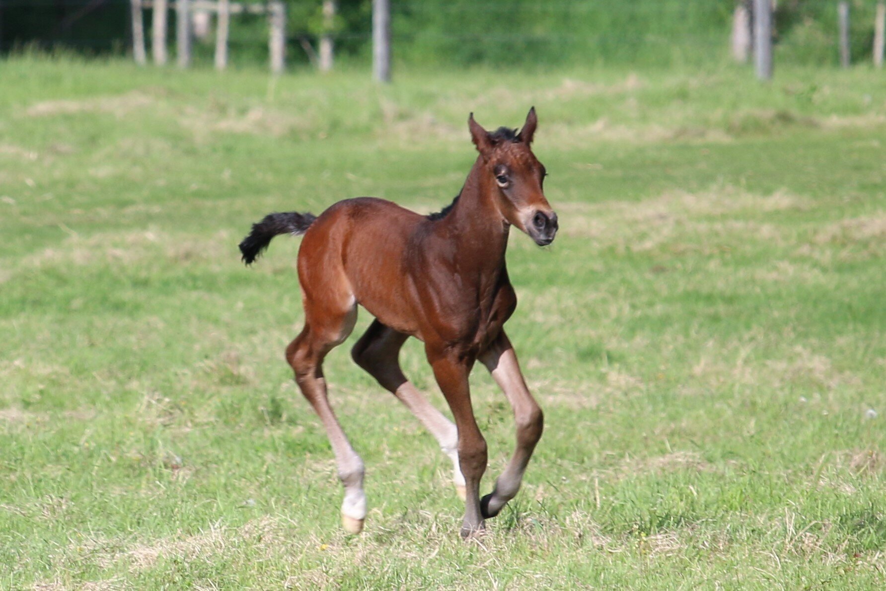 RS Miami W, colt, Rock my Soul-Marischka W (Wodan Kwpn-Maybe xx) 1day old.6.JPG