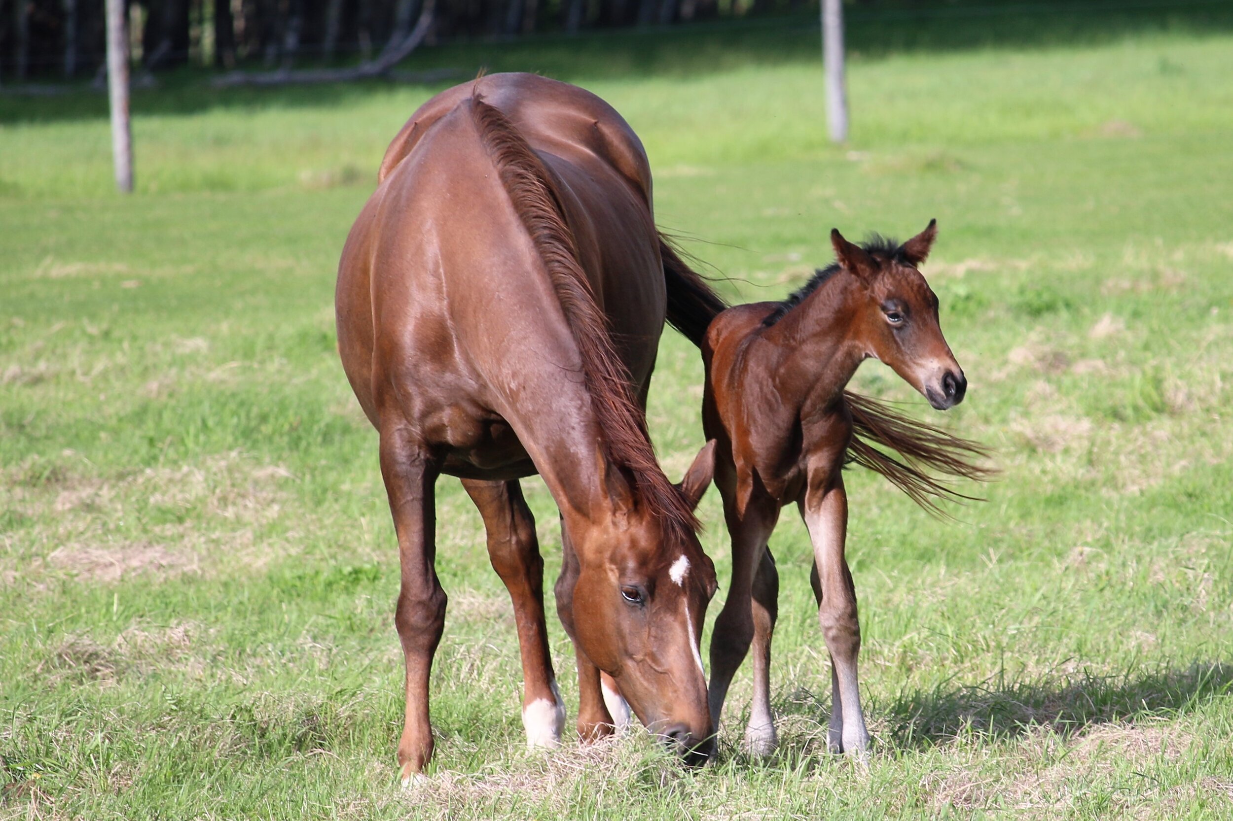 RS Miami W, colt, Rock my Soul-Marischka W (Wodan Kwpn-Maybe xx) 1day old.7.JPG