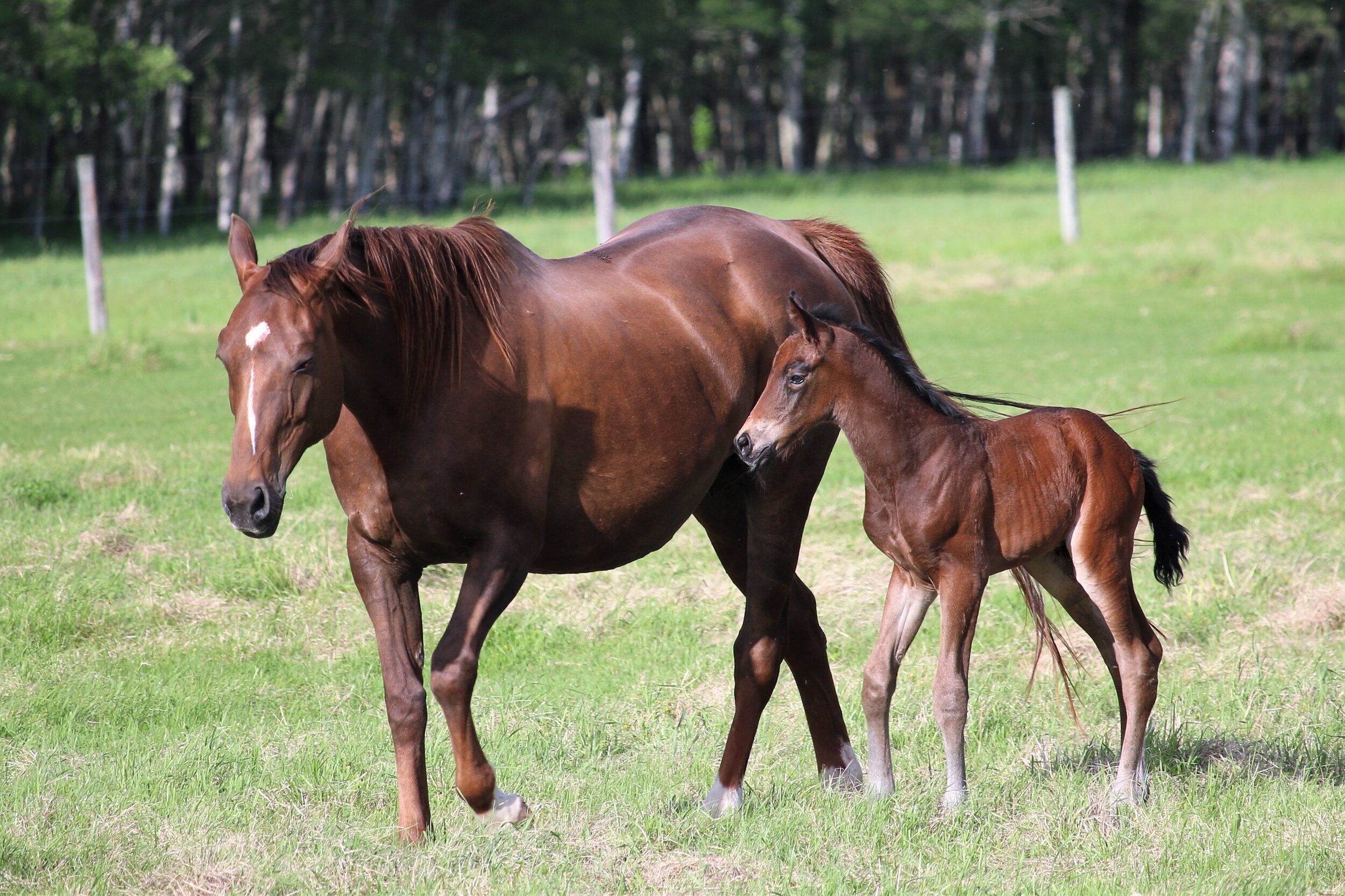 RS Miami W, colt, Rock my Soul-Marischka W (Wodan Kwpn-Maybe xx) 1day old.8.JPG