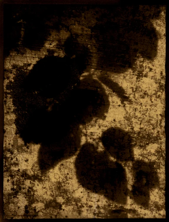 Shadows of leaves, Could be anywhere