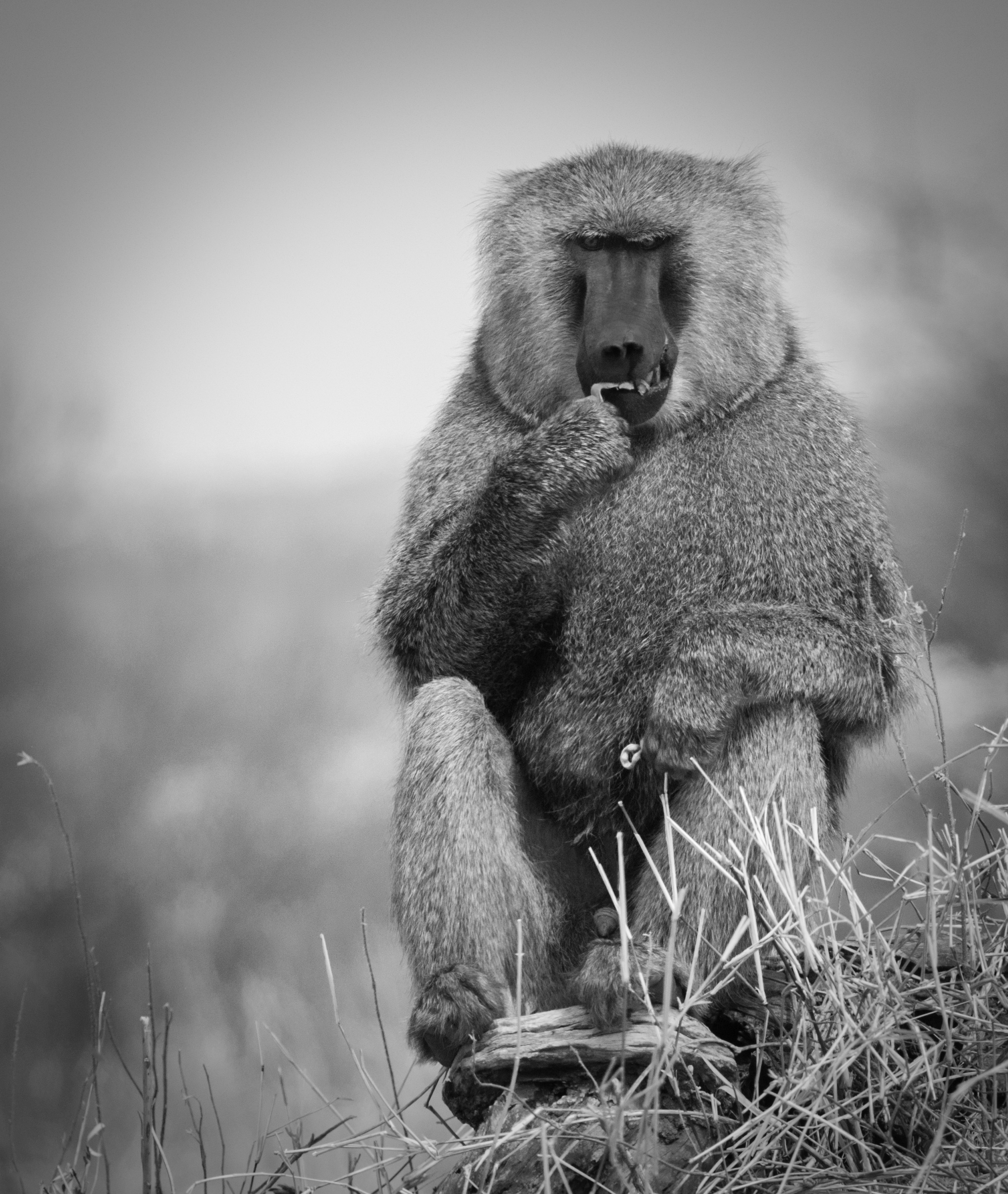 Animals and their home