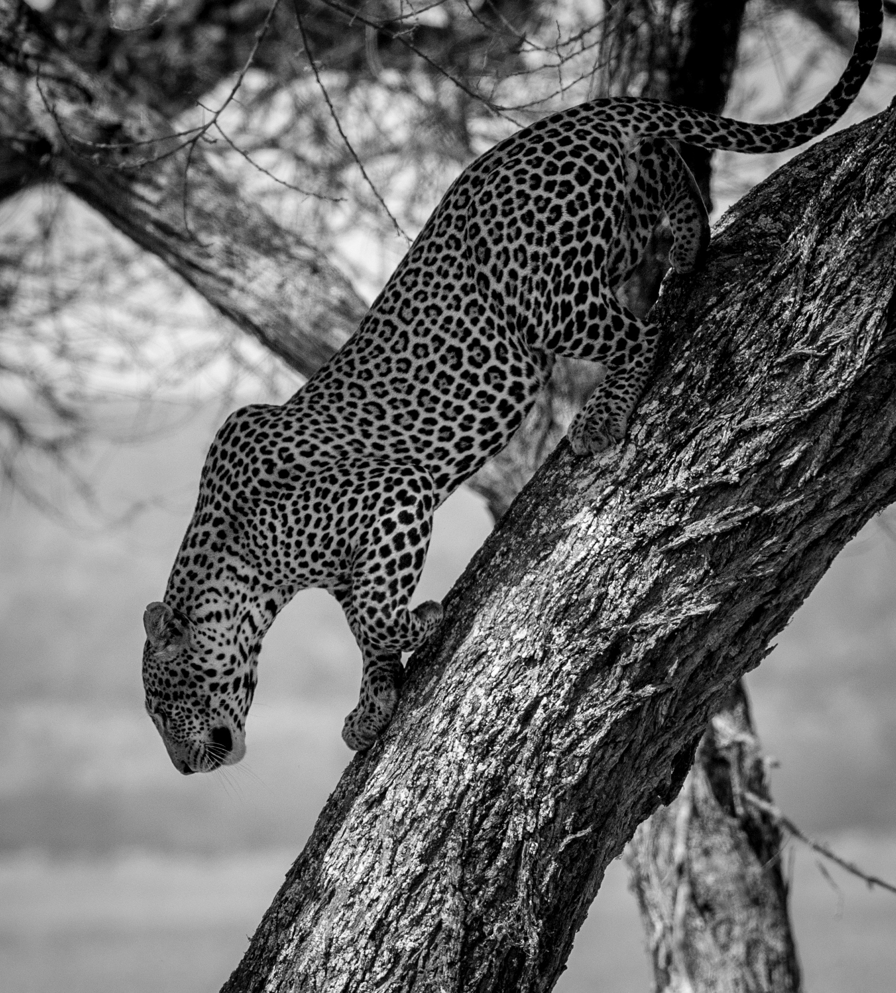 Animals and their home