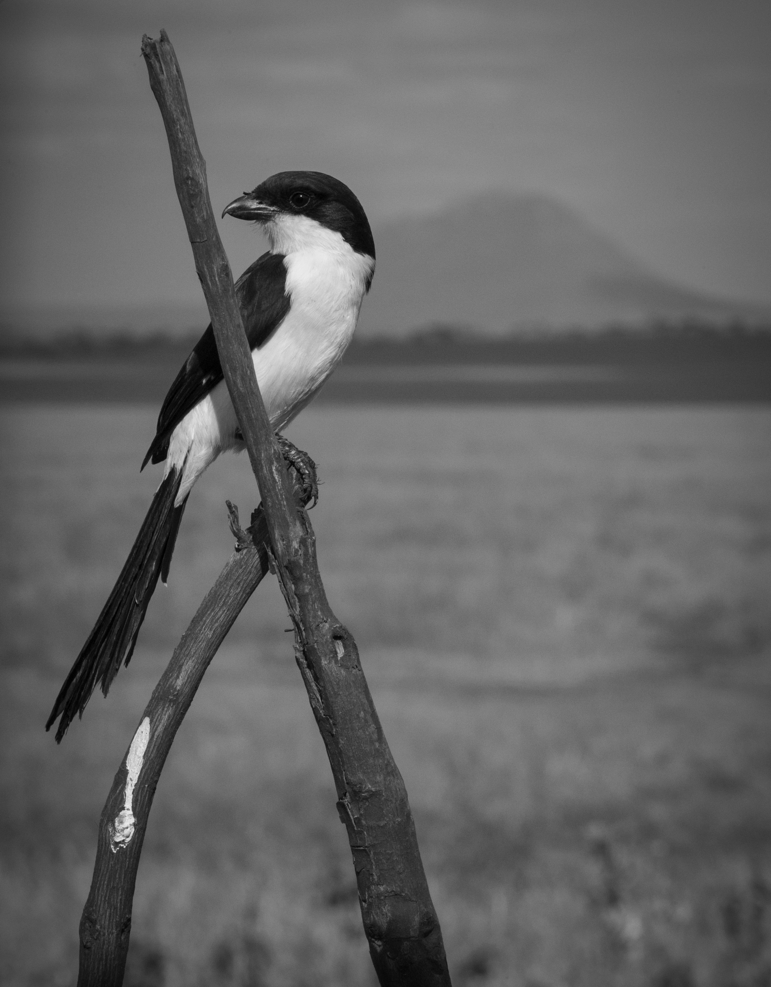 DSC_3445.jpg