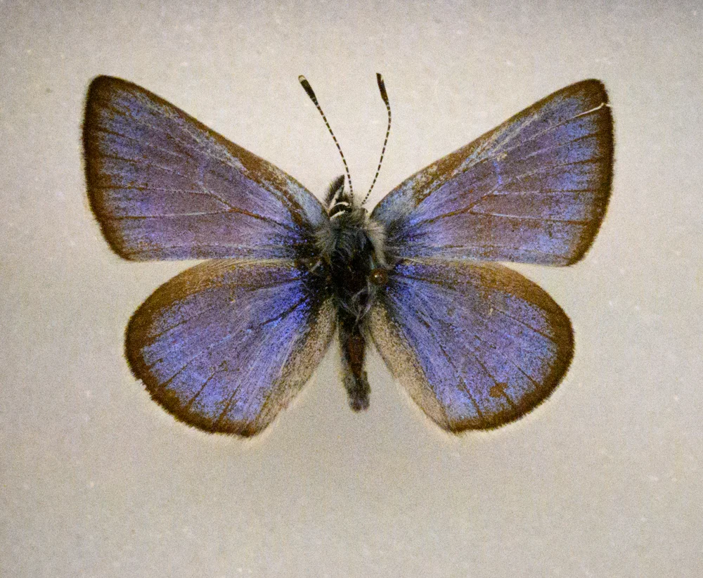 The extinct Xerces blue butterfly, erased from the Earth by habitat destruction