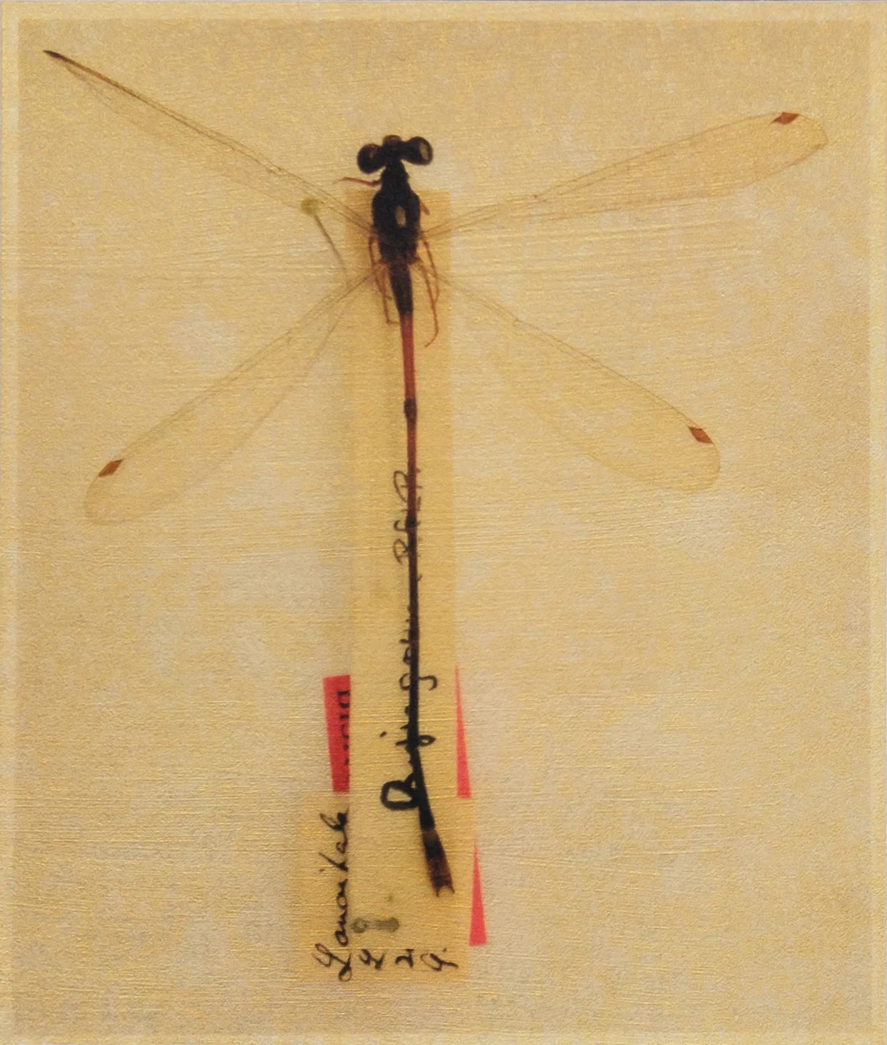 Megalagrion jugorum