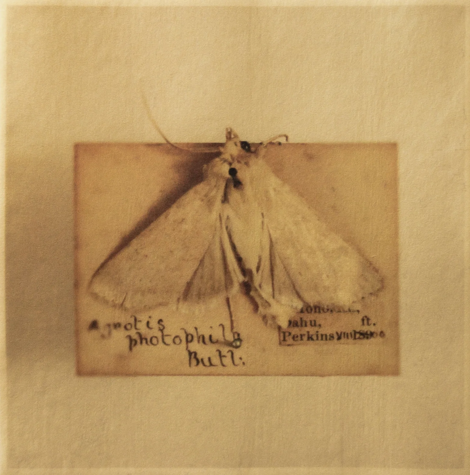 Agrotis photophila