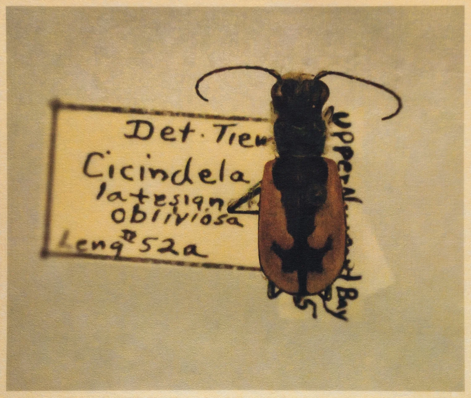 Cicindela latesignata obliviosa